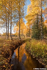 Autumn Yellow Aspen Stream 100124 1247