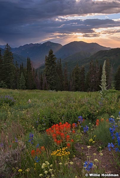 Crest Trail Wildflowers 070914