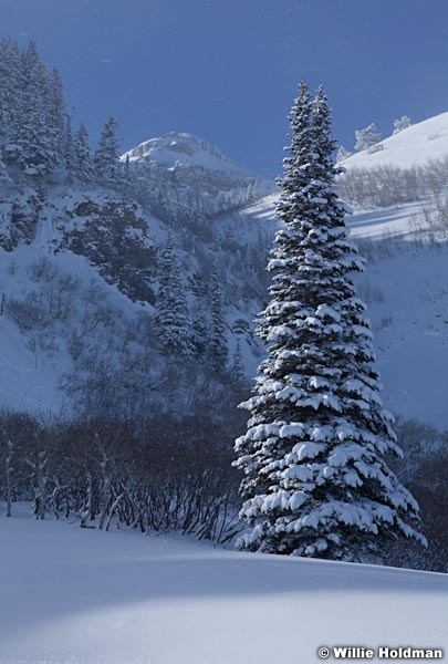 Pine Tree Winter 121912 661