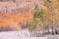 Aspen Color Snow 093014 0335