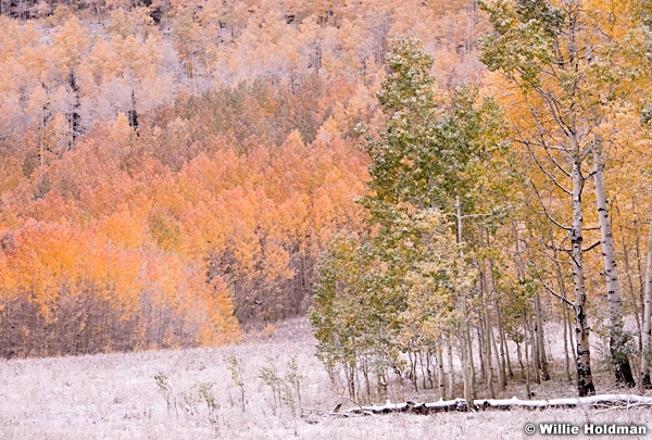 Aspen Color Snow 093014 0335