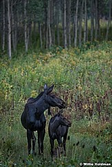 Moose with calf 090519 6787 4