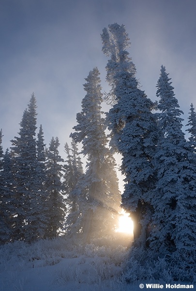 Foggy Pines Lake Creek 120125 7180 2