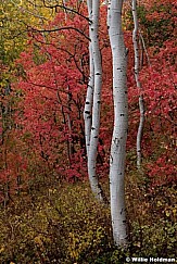 Aspens Maples 092512 57