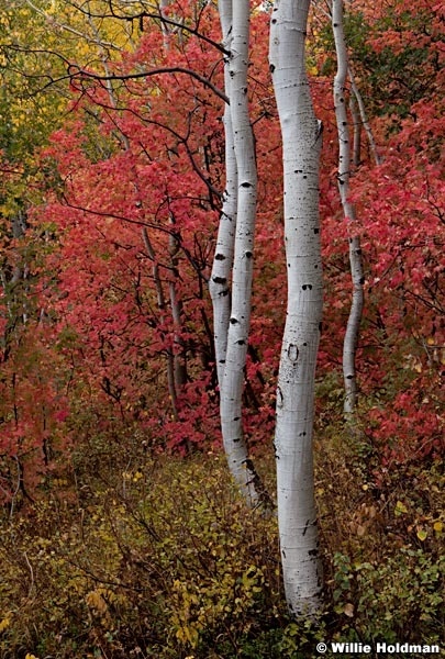 Aspens Maples 092512 57