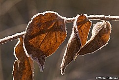 Leaftexture100708 9612