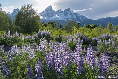 Lupines Tetons 061620 164