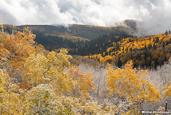Golden Aspens Breaking Clouds 100921 1731