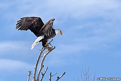 Bald Eagle 021512 16