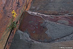 Yellow Wildflower Rock 080619 7715