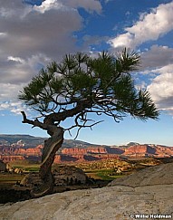 Lonetreethousandlake1001510 3474