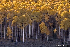 Yellow Aspen Grove Pan 100919 6920 2