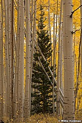 Orange Aspens Autumn F100121 7444