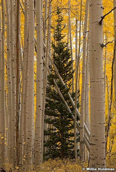 Orange Aspens Autumn F100121 7444