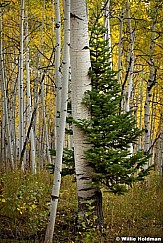 Tree Hugger 092712 233
