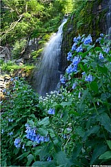 Scout Falls Blue Bells merge working 2 2062326 1163