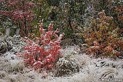 Snowing on maples 092407 3340 3
