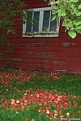 Forgottenapples100609 211