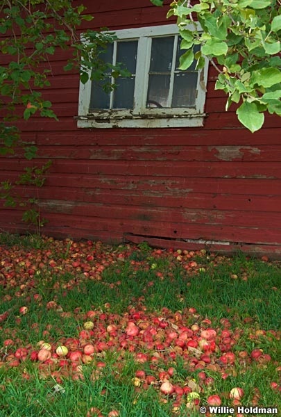 Forgottenapples100609 211