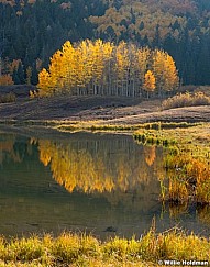 Autumn Aspens Reflection 100420 3603 4