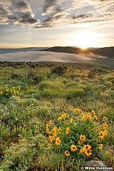 sunburstdaisies052509 24687