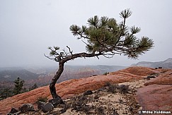 Snow Sandstone Tree 102815 0680 4