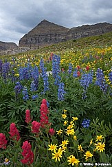 Timpanogos Wildflowers 083017 F2