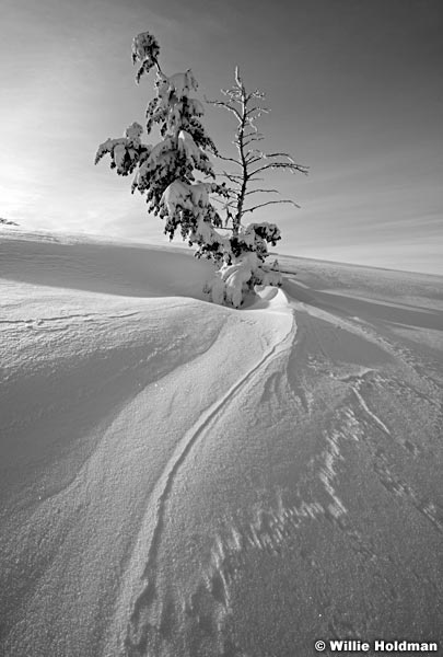 Frostytreesdeervalley8122410BW6 432