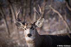 Timber lakes Symetrical Deer 121921 1248