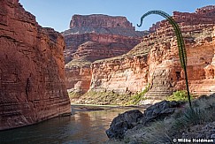 Agave Grand Canyon 042017 4174