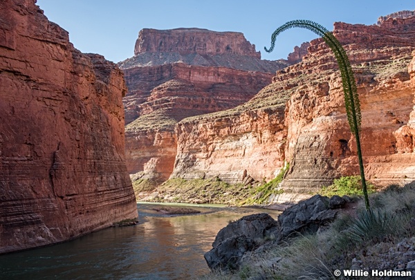 Agave Grand Canyon 042017 4174