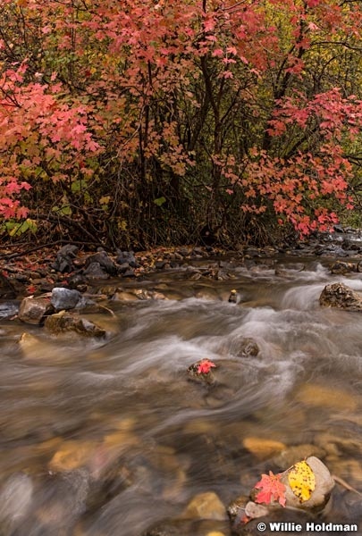 North Fork Stream 100818 9145 3