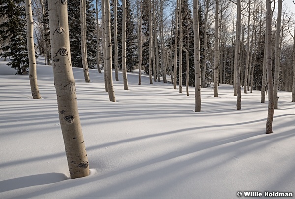 Aspen Long Shadows 032621 7652 5