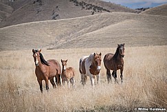 Wild Horses Paint 040320 0830 2