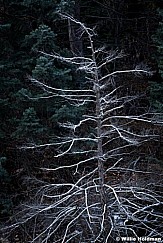 Snowcoveredpine102610 7086