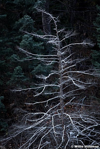 Snowcoveredpine102610 7086