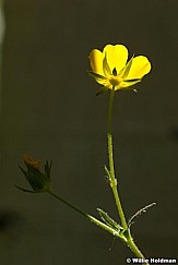Yellow Wildflower 072410 00749