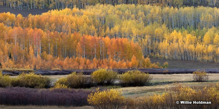 Aspen Grove Uinta 092812