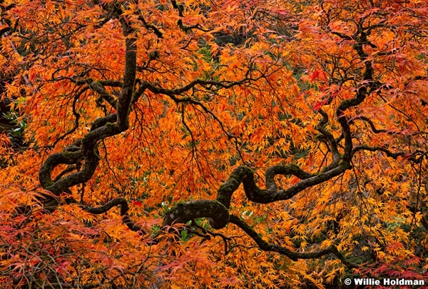 Japanese Maple 110414 6442 2 2