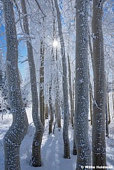 Frosty Trees Lake Creek 100125 7700 2