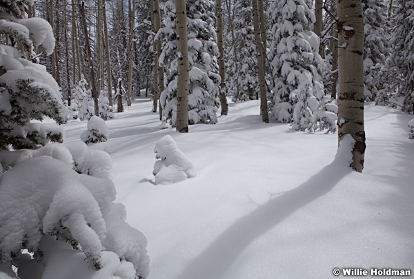 Aspens powder Snow 040913 7654