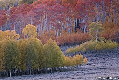 Afterglow Colorful Aspens 100919 6706 3