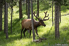 Elk in forest Wyoming 061620 5717 2
