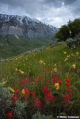 Cascade Wildflowers 051717 9069 2