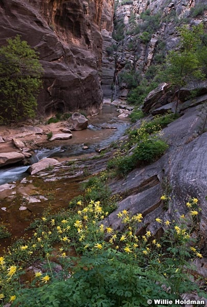 Yellow Columbine Slot 052018 5063