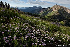Utah Daisies timp 072412 103