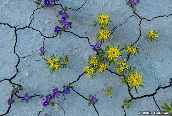 Flowers Cracked Mud 043024 6429