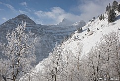 Timpanogos frosty trees 122915 3