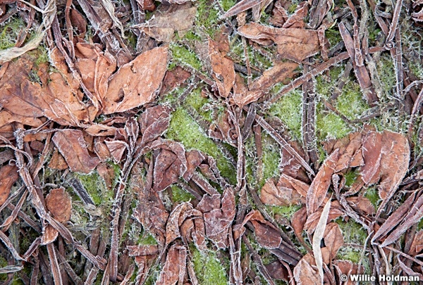 Frozenplants031411 259