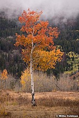 Red Aspen Tree 100818 9304 4